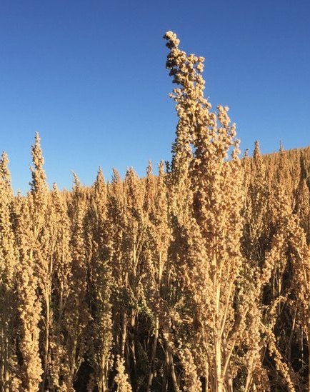 Champ de quinoa dans les Andes