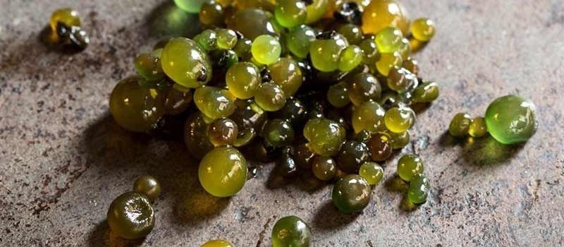Coshuro, algue andine riche en minéraux