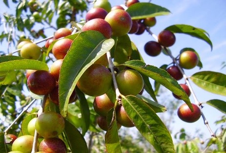 Baies de camu camu sur l’arbre