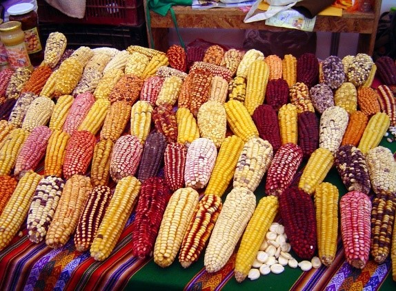 Maïs péruvien multicolore au marché