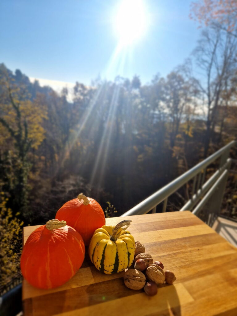 Courge au soleil dans la forêt de Brunate